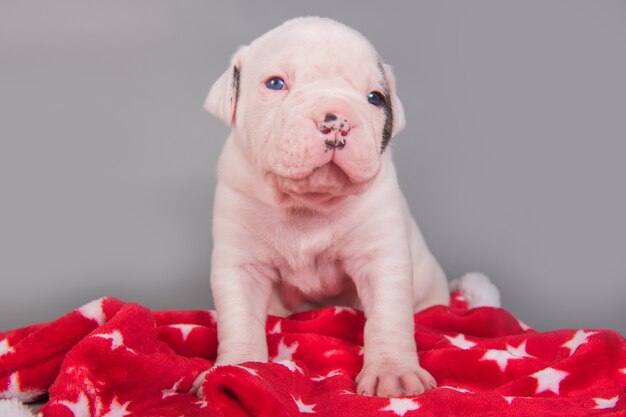 アメリカンブルドッグの子犬犬