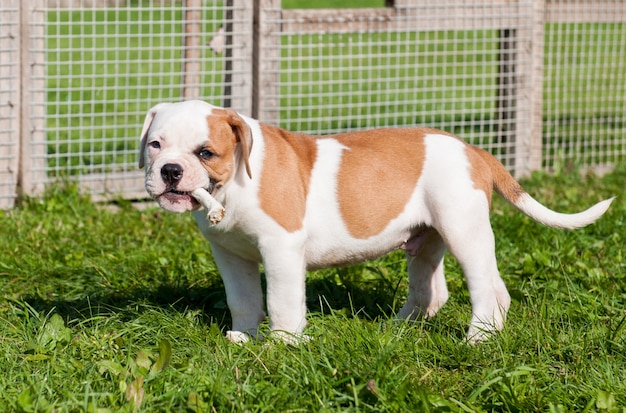 American Bulldog-puppy eet een kippenpoot op aard