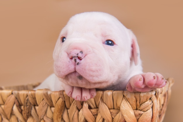 American Bulldog puppy hondje zit in een mand