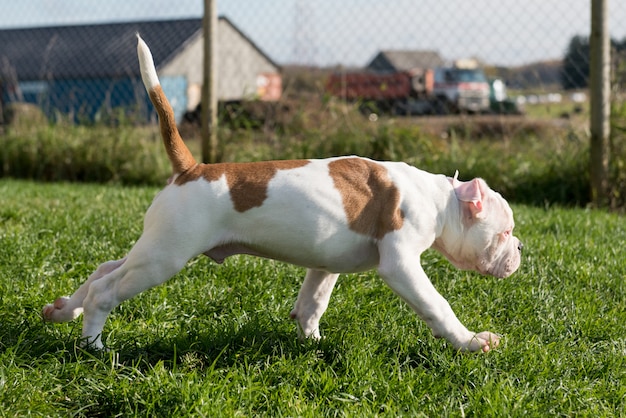 American Bulldog puppy playing in nature