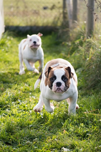 American Bulldog-puppy's rennen en spelen