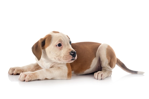 白い背景の上のアメリカンブルドッグの子犬