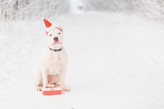 Bulldog americano in cappello della santa con il regalo nella foresta di inverno. natale pazzo