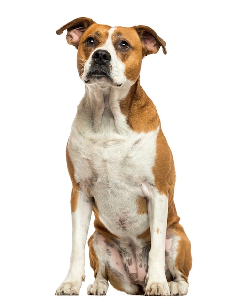 American Bulldog sitting isolated on white