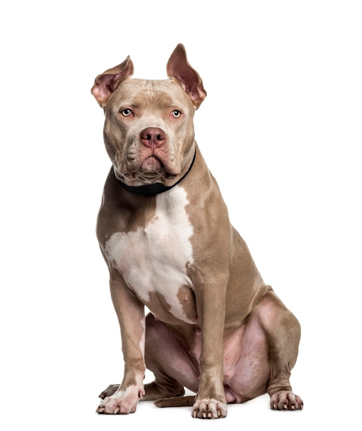 American Bully, 10 months old, sitting in front of white background