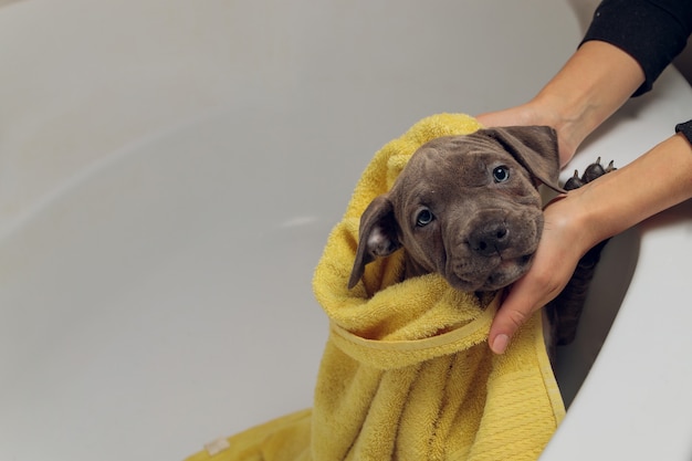 American bully baden, pitbull, hond schoonmaken, hond nat een gele badhanddoek.