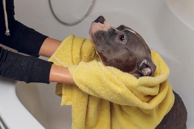 American bully bathing pitbull dog cleaning dog wet a bath\
yellow towel