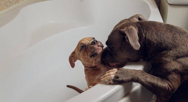 American bully bathing, pitbull, dog cleaning, dog wet a bath