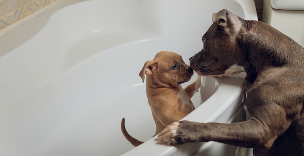 American Bully bathing, Pitbull, dog cleaning, dog wet a bath.