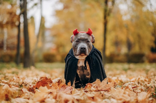 American Bully dog dressed in a costume for the celebration of Halloween A dog in a vampire costume