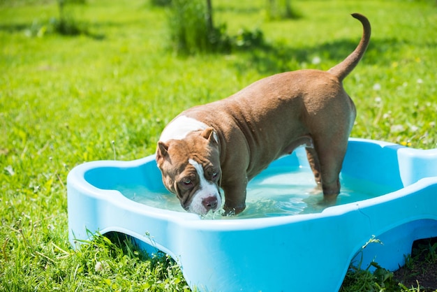 American bully dog is swimming in pool