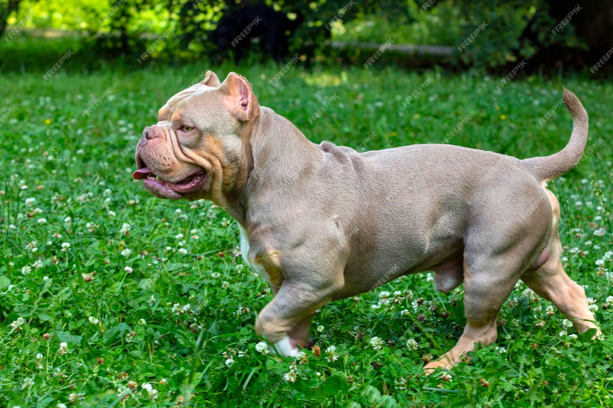 Premium Photo  English bulldog and american bully playing in the meadow..