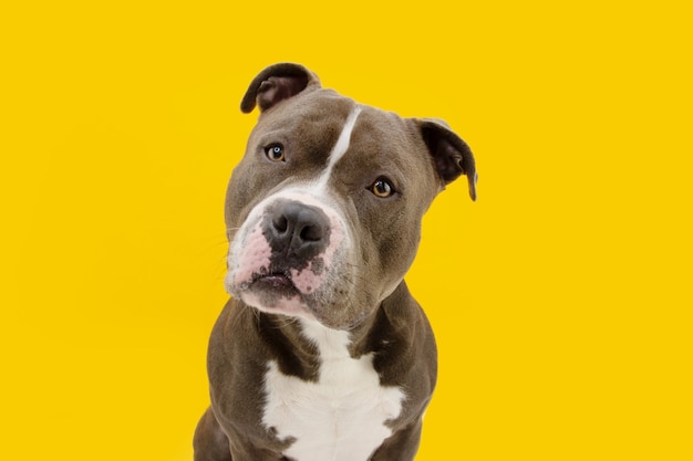 American bully dog tilting head side . Isolated on yellow surface.