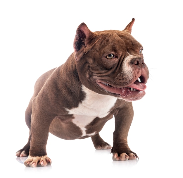 American bully in front of white background