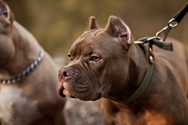 American Bully hond op locatie in de natuur