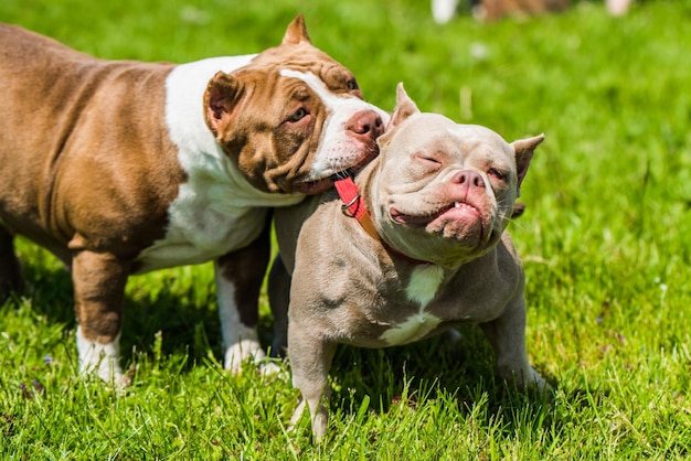 アメリカンブリーの子犬犬は自然の中で遊んでいます犬は首輪で別の犬を引っ張っています