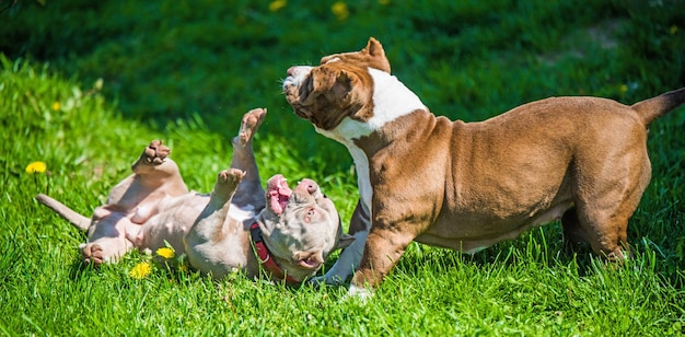 American bully puppies dogs are playing on nature