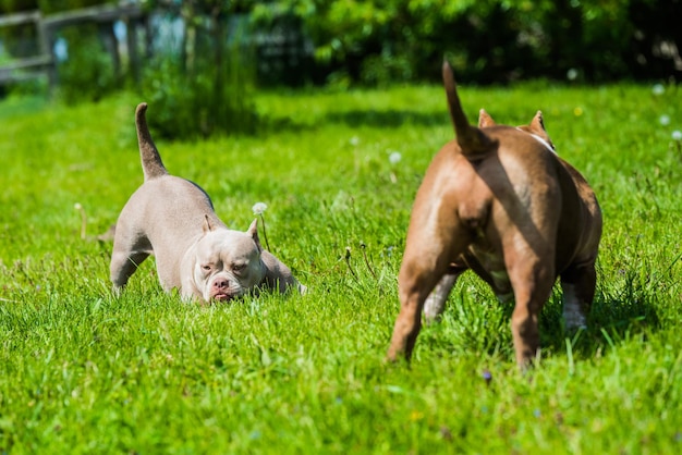 American Bully puppies dogs are playing on nature