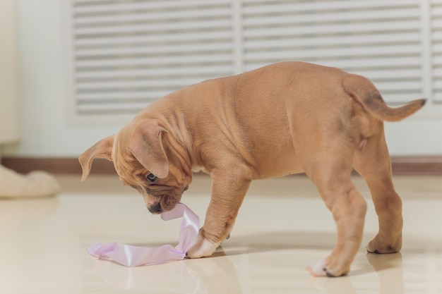 不思議なことに前を歩いているアメリカンブリーの子犬