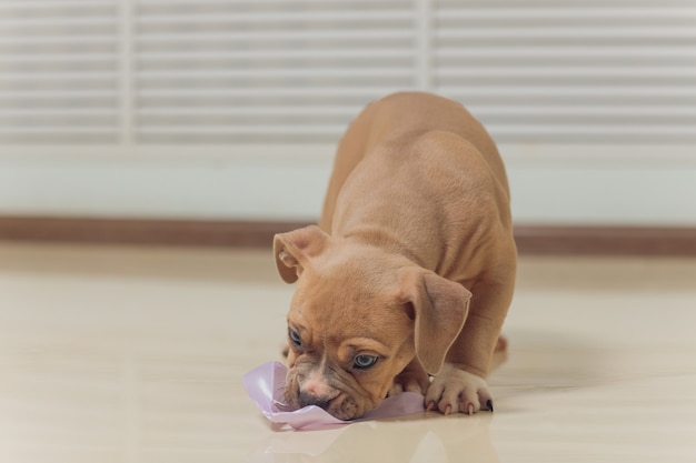 不思議なことに前を歩いているアメリカンブリーの子犬