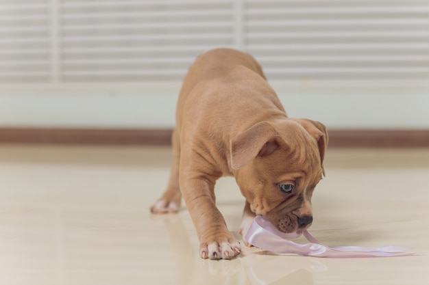 不思議なことに前を歩いているアメリカンブリーの子犬