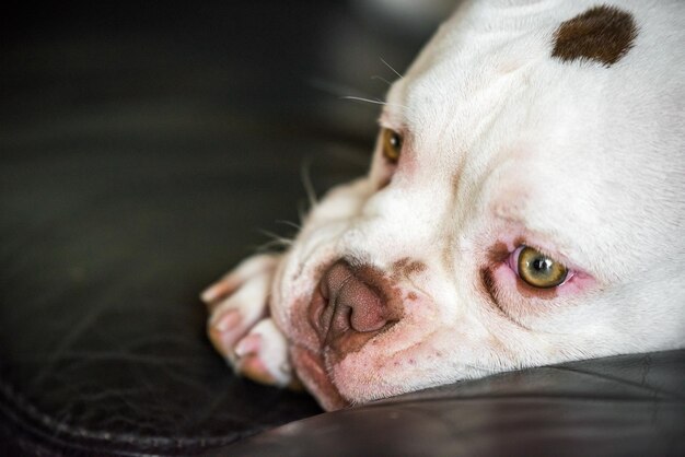 American bully puppy dog lies on sofa inside