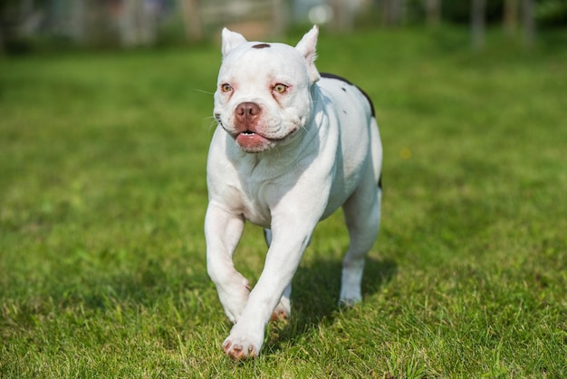 American Bully puppy dog in move on grass