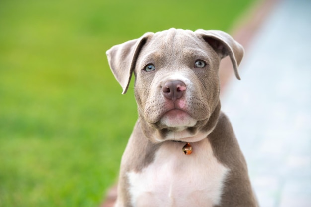 American bully cucciolo di cane, animale domestico divertente e carino