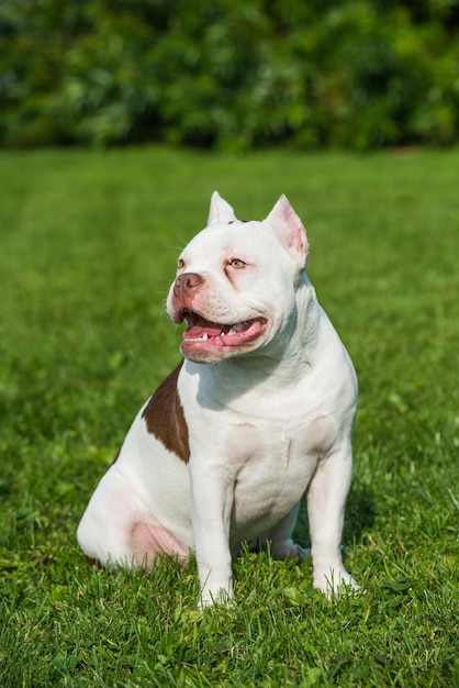 緑の草の上に座っているアメリカンブリーの子犬犬