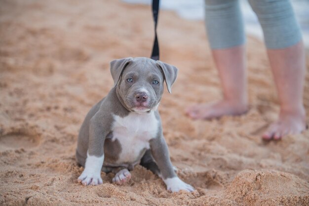 人々の家族と一緒にビーチで面白いアメリカンブリーの子犬