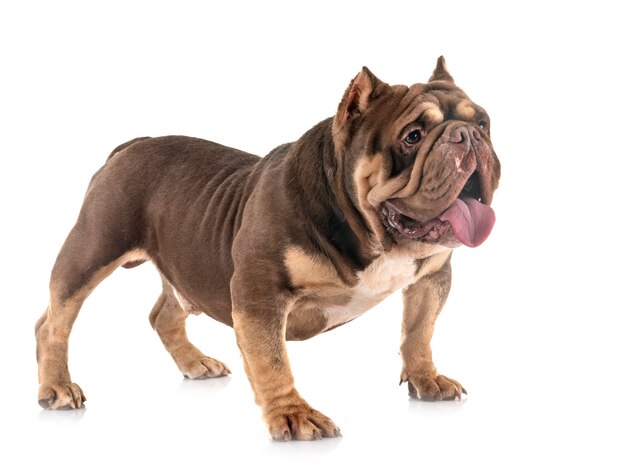 American bully in studio