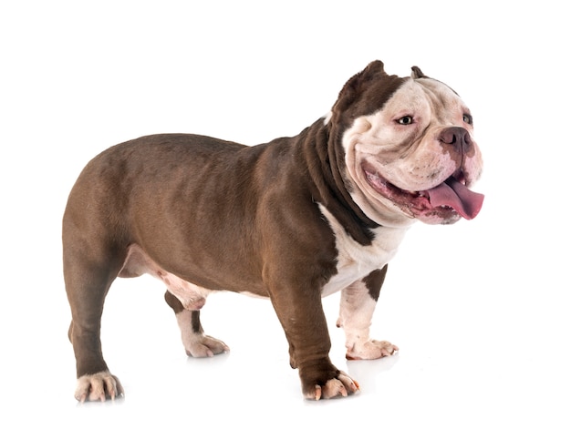 American bully in studio