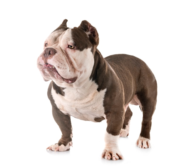 American bully in studio