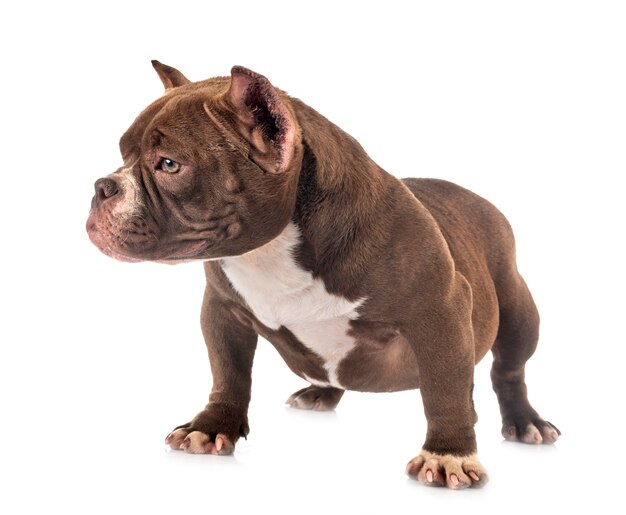 American bully in studio