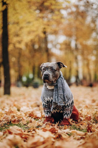 American Bully voor een wandeling in een sweater-sjaal en een bril in een herfstpark Grappige hondenkleding