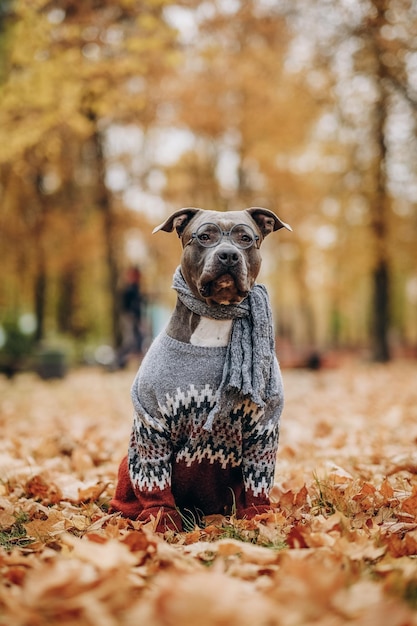 American Bully for a walk in a sweater scarf and glasses in an autumn park Funny dog clothes