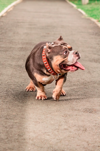 American bully walking very happy on the street