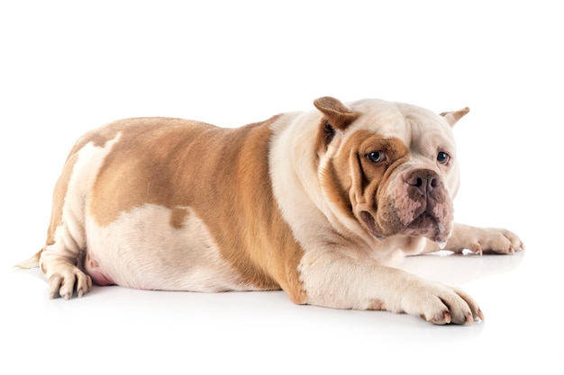 American bully on white isolated