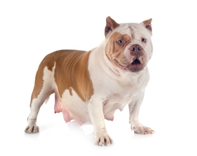 American bully 