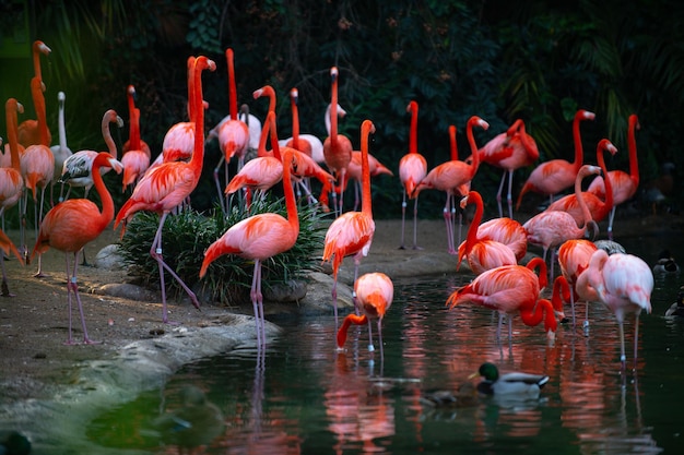 Американский или карибский фламинго phoenicopterus ruber фламинго или фламинго являются разновидностью болотных бир