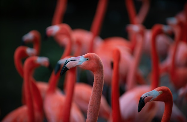 Foto i fenicotteri o fenicotteri fenicotteri americani o caraibici sono un tipo di trampoliere