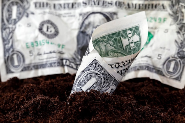 American cash dollars buried in the soil