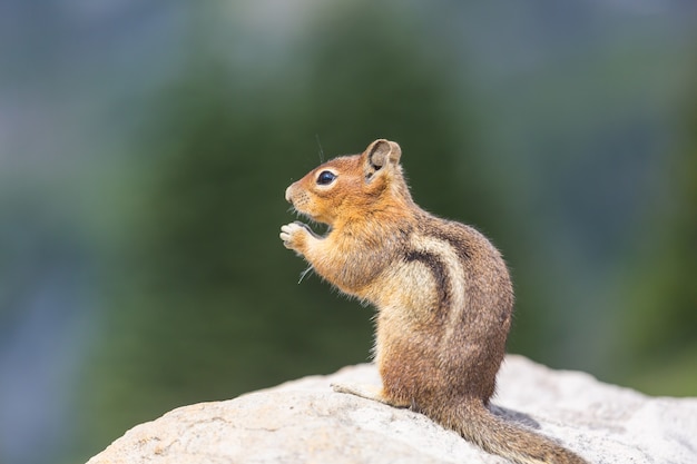 American chipmunk eats from hand