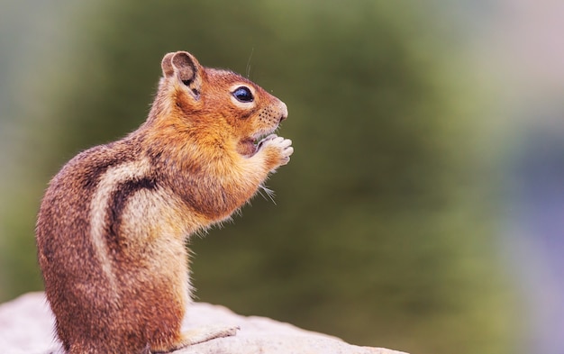 Photo american chipmunk eats from hand