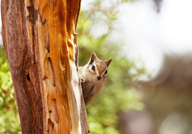 American chipmunk in summer forest