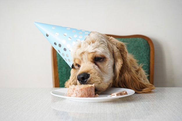 Compleanno del cane cocker spaniel americano