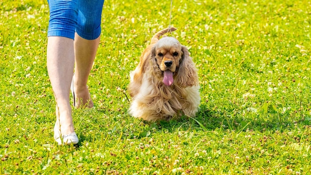 American Cocker Spaniel dog next to his mistress during a walk in the park