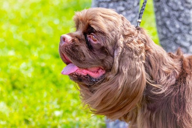 彼の主人の近くのひもにつないでいるアメリカンコッカースパニエル犬