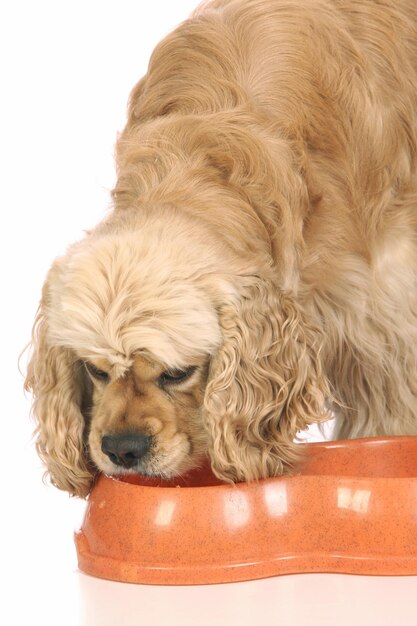 American Cocker Spaniel eating food