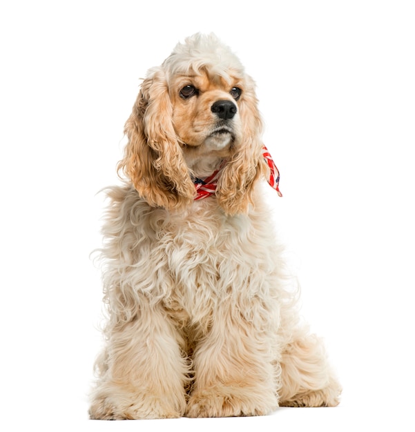 American cocker spaniel in front of white wall